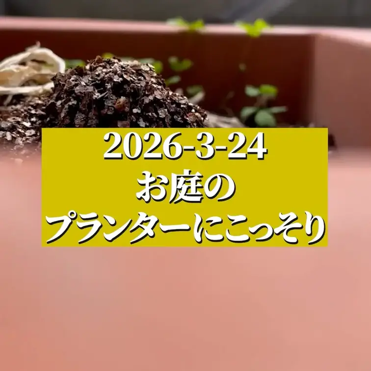 2026-3-24
【お庭のプランターにこっそり】
お庭の隅っこにある、小さなプランター。誰も見てないよね……？ 