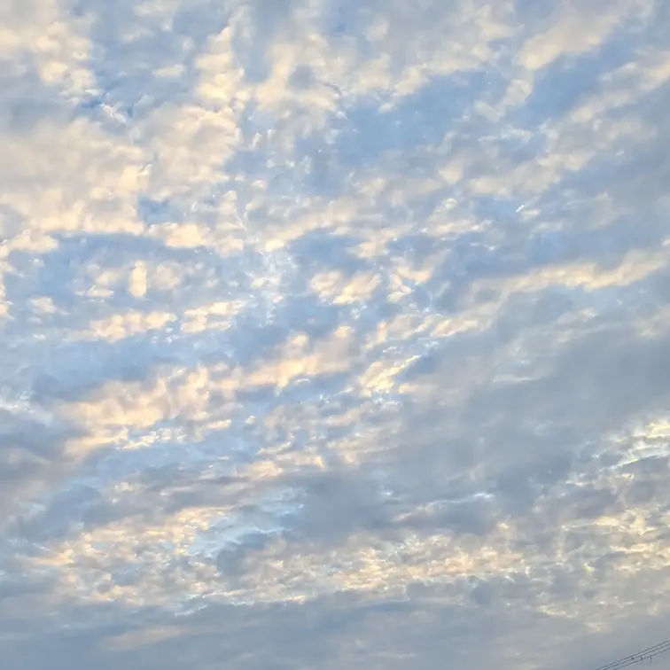 今朝のれい