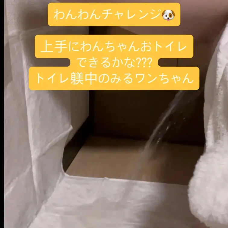 わんわんおしっこチャレンジ🐶

オス犬みたいに足上げでおしっこにチャレンジ!!
ペットシーツに目掛けてできるかな?