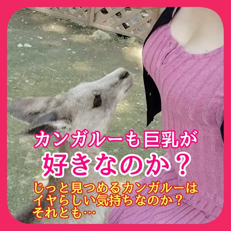 ♥️巨乳♥️カンガルーも巨乳が好きなのか？

じっと見つめるカンガルーは
イヤらしい気持ちなのか？
それとも…
