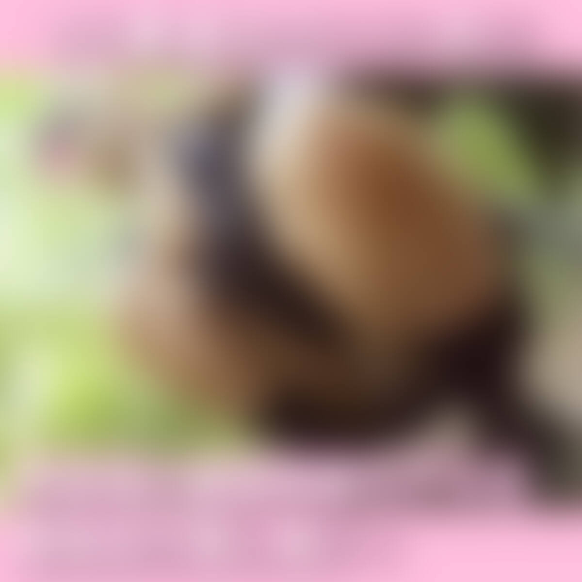 番組ロケハン中にアシスタント女子のパンチラを○○○7 健康美脚素人モデルさん坂道系ワンピで再登場!
某地方ケーブルテレビ番組のスタッフから依頼されたロケハン中の○○○第7弾です。
今回は第1弾に出演してくれた健康美脚モデルさんが再登場です!
前回の様子はこちら↓
https://myfans.jp/posts/7998fa3c-27c8-4050-ae57-6cbcc6589fe3
https://myfans.jp/posts/535ded05-ed53-4d41-a85e-11c2c975a61a
彼女はランクの高いモデルで多忙なのに「もう一度ロケハン行きたい」と事務所にアピールし続けてくれたそうです。
ロケハンとはいえ街ブラが初体験だったようで凄く楽しんでくれたみたいですね。間違いなく現場スタッフに愛されるモデル。
連日の猛暑でアシスタント探しがいつも難航していたのに売れっ子モデルさんが自ら立候補してくれるなんて!
何はともあれ別嬪さんで美脚な彼女と再びロケハン出来ることになったので、カバン内の仕込みカメラのセッティングはいつも以上に入念に行いました!
今回も夏スペシャル放送分のロケハンなので自然豊かな公園を散策しました。
待ち合わせ場所に立っていた美脚ちゃんの服装は清楚な坂道系のワンピース。前回とだいぶ印象が異なりますがとにかく可愛い。
アクティブな彼女が立派なヒップを左右に揺らしながら清楚系ワンピで歩く姿を想像するだけでチ○ポがムクムクしちゃいます!
ちなみに今回のロケ地は程よい大きさだったので、歩き回らずにじっくり散策してもらいました。
彼女のスカートの中をじっくり観察できるように至近距離をキープしカバンを差し込み気味に追跡しました。
撮影に対する勘が優れている美脚ちゃんなのでスカートの中の撮れ高は文句なし!
比較的短い散策時間でしたが、しゃがみパンチラ、ベンチで座りパンチラ、しゃがみめくり尻パンチラ、グラビア撮りなど見どころ満載な内容になりました。
まぁ見どころの9割以上がスカートの中ですね...
そして美脚ちゃんに撮れ高OKを伝えると「今日これだけですか?」と言って不思議そうな顔されました。そして「この前はいろいろあったから...」と照れ笑い。
前回の「いろいろ」と言ったら「アレ」のことですよね...?それも含めて「もう一度ロケハン行きたい」と言ってくれたんですか!?
血管が破裂しそうな状態でしたが平静を装って「汗が引くまで涼みませんか?」と誘ってみました。ヘタクソか!
でも優しい美脚ちゃんは「ちょっとだったら」とOKしてくれたので、僕らはとりあえず移動することにしました。
つづく (2/2)