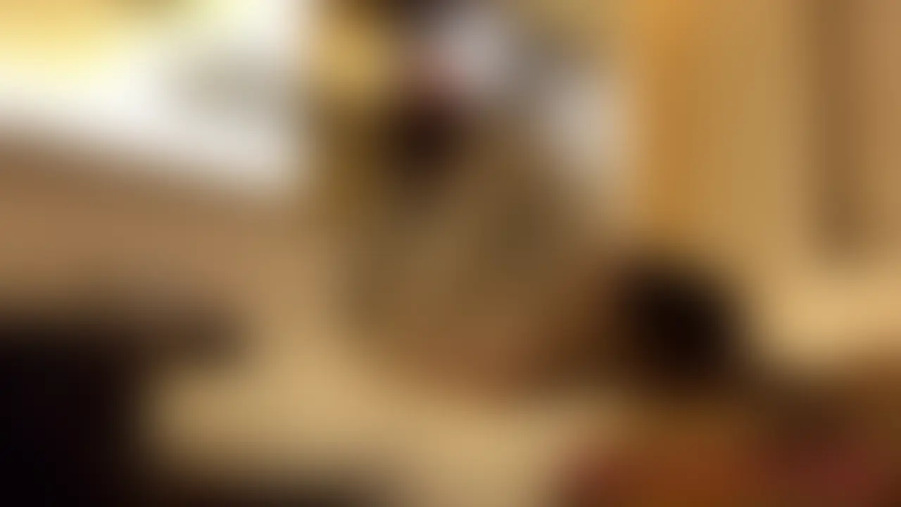 ※射精シーンなし
※単品販売は別動画でアップしています
➡https://mfco.link/f2l3xX6q
🌟寝取られOL・蒸れ蒸れパンスト破かれ着衣生ハメ🌟
お疲れ様です✨アラサーOLのNです💕
仕事終わりに上司オジから呼び出し、、、
彼氏とご飯の予定ありますって言ったんだけど、
「待たせておけばいいんだよ、短小ちんぽなんて」って言われて強引にホテルに🏩
パンスト破かれて洗ってないオマンコ舐められて、
洗ってない汚ちんぽを顔に擦り付けられて、
ソファで潮吹かされて、ベッドで突かれまくって、、、
イキ過ぎて「出してぇ、もう出してぇ」って言ってるのに
喘ぎ声がうるさいってオマンコ汁まみれのパンツを口に突っ込まれて
杭打ちピストン止めてくれない~泣
結局彼氏を3時間待たせました、、、💦
(話聞いて興奮してたけど💧) (2/2)