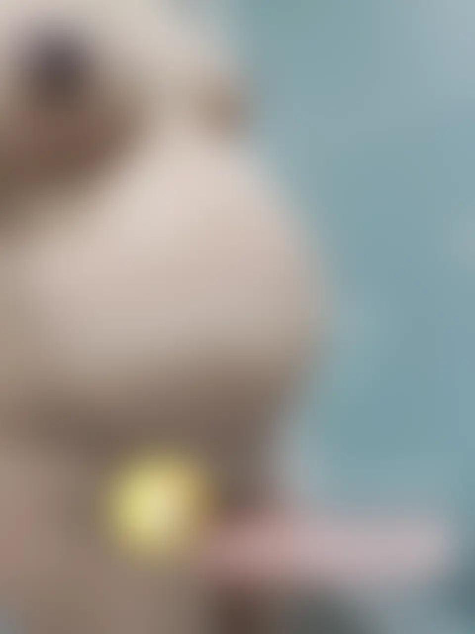 臨月というのは10ヶ月の妊娠期間の中でたった1ヶ月しかありません。
その貴重な動画を今回特別に出品いたします🩷
たっぷりローションでお腹をマッサージしたあとは、
出産予定日に産まれてくれるよう、愛用のディルドでグリグリしちゃってます。
今見返すとかなり奥まで、、
騎乗位風のショットもあります。 (2/2)