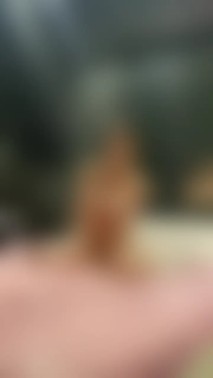 **【19歳Hカップ】広瀬すず似おとはちゃん SSS級初体験**
広瀬すず似の奇跡的美女19歳・おとはちゃんのSSS級初体験です♡
笑顔が眩しい可愛い顔に、Hカップの爆乳+引き締まったスレンダー美BODYが完璧に揃った夢のようなプロポーション。
経験人数わずか1人という超貴重な純粋ボディを、じっくり開発していく初々しい姿を長めに収録しました。
彼氏とはHはするけどフェラは初めてというおとはちゃん。
言われたことを一生懸命頑張る不慣れで純粋なところがめちゃくちゃ可愛い…!
電マでおまんこを責められながらフェラをすると、吐息混じりに
**「アッ…ハァハァ…」**
と感じながらも必死にチンポを舐め回すエロ可愛い表情がたまらないです。
騎乗位では大迫力で激しく揺れまくるHカップが目の前で迫力満点!
まだ腰使いに慣れていないのに一生懸命動こうとする姿が可愛すぎて興奮度MAX。
正常位で奥を突きながら電マでクリトリスを同時に刺激すると、経験が浅いせいで膣内が狭く締め付けてきて
**「アッ…アッン…ウッ…ダメっ…」**
と息が荒くなり、初めてのイキに近づいていくリアルな反応が最高です。
最後は寝バックで引き締まったおまんこを奥までガン突き。
恥ずかしそうに「中にいっぱい出して…」と言われたので初生中出しフィニッシュ!
広瀬すず似の奇跡的美女が、初めての本気快楽に目覚めて喘ぎまくる過程をたっぷり長めに収録。
この子はもうすぐグラビアデビューするかもしれない超レア美女なので、早めにチェックしておくのがおすすめです。
他のおとはちゃん作品も気になってくるはず…シリーズ全部保存したくなる一本です。
---
私が取り扱う動画は、全て実在する本物素人のみ。
普段なら絶対にこういう場所へ出てこないような、ごく普通の子たちばかりです。
一期一会の空気感、リアルな反応、素人特有の距離感。
演出では出せない“本物”だけを残しています。
撮影者としての営業力、人間関係、空気作り。
その全てが噛み合った時にだけ撮れる、再現性のない価値ある記録です。
そして、貴方もこんな『普通では出会えない子』と出会えるかもしれない貴重なブログへは↓からどうぞ。
ネトナンや出会い方のコツも掲載しています。
↓私のXブログ↓
mafi01190 (2/2)