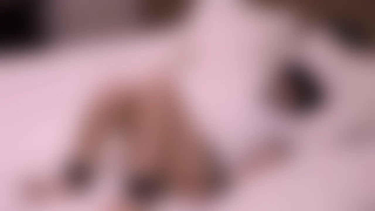 ※ガチアイドル
当時18歳で某有名アイドルグループの研究生だった美少女(Twitter時代に凍結したアカウントで5万ファボくらいイってた"ガチアイドルに中出し"って動画に出てたあの子です)
※レイ様の見た目からも分かりますがこの動画は4〜5年前の動画。懐かしくなってさっき名前検索して確認したら無事に地上波アイドルデビューしてました🎉
身体も性格もその辺の裏垢女子よりドエロかったからまた会いたいけど携帯変えてから連絡先消えてしまった、、
大人になった◯◯◯ちゃん、もしこれ見てたら連絡ください、、🥹✨
__________
※この動画は爆速投稿用に作った動画です。
まだこちらは完全な「ガチ編集ver」では無いですが、
プラン会員様限定で爆速で編集してお先にチラ見せ〜というかガン見せする用の動画を作りました◎
※もっとこの子を見たいと思った方は「いいね&保存」をお願いします!💸
※投稿の反応や人気度を見て「女の子に目出し〜顔出し交渉」をしたり、次回会う女の子を決めたり、次にガチ編集する動画を決めたりしてるので何卒ご協力お願いします!🧜🏻♂️✨
本来の【新】レイ様プラン用の「ガチ本編動画」はこちらの動画の何十倍も時間をかけて製作されており、クォリティもエロさも比較にならないくらい高いので、良ければそれらの動画もチェックしてみてください◎
__________ (2/2)