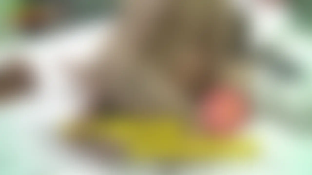 美乳白ギャルちゃん
オナ禁で溜めた濃厚孕ませザーメンをバックで注入した時の動画です
バックで挿入するとチンポが膣内の奥、子宮口まで届くので妊娠させるには最適な体位
当然女の子もより奥に入ってくるのが判り子宮口にチンポが当たる感覚や子宮内に精液
が入ってくる感覚も判るのです
白ギャルちゃんも膣内射精され子宮内に精液が入ってくる時は凄く悲しそうな声だしていますよ!
今回はそのバック膣内射精の様子を2つのカメラで撮影しお届けす
更に手持ちカメラでのバック膣内射精と白ギャルちゃんの美マンコからの精液逆流シーン動画が!
精液逆流シーンはマジで卑猥ですよ♪ (2/2)