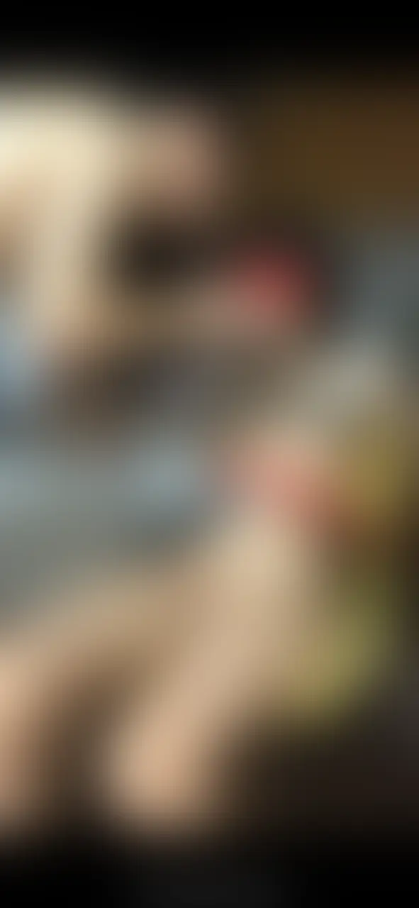 まゆ📹晒され妻（妊娠中）「近日中に妻を椅子に固定してエロいことたくさんした動画あげます。」の投稿サムネイル