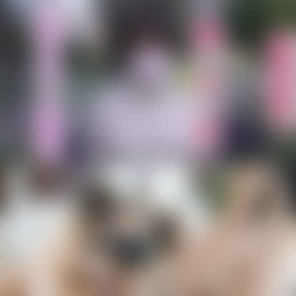先月まで○○○!、○○○!、ショートカット美少女は、テレビ朝○のNO,1人気アナウンサー弘○綾香激似!、身長145cmミニモニ美少女、中出し2回戦、完全初撮影、個撮230人目
2回戦目はこちらから
👇👇👇
https://myfans.jp/posts/11c07dbe-b433-4de2-8de7-a1523b7d979a
キターーーーーーーー!!!!
『先月まで○○○!』
『○○○!』
『ショートカット美少女!』
『テレビ朝○のNO,1人気アナウンサー弘○綾香激似!』
『身長145cmミニモニ美少女』
『中出し2回戦』
『完全初撮影』
撮れました!!!!
先月まで○○○
卒業したてホヤホヤ
卒業式から7日後の撮影です
○○○のピチピチちゃんです
ショートカット美少女
ハッキリ言って神少女
女神降臨です
ショートカットで
身長145cmのミニモニちゃん
モー○○○。全盛期なら、ハッキリ言って、ハロプロ確定クラスの美少女です
ショートカットのミニモニの○○○の○○○(先月まで)
卒業して7日で撮影に来ちゃった
最高の状態の美少女ですが
この○○○は、なんと『弘○綾香』にそっくり
激似です
弘○ちゃんが、○○○の時って、こんな感じなんだろうなって、、、
7日前に高○卒業したてホヤホヤのショートカットのミニモニの○○○の弘中○ちゃんです
ありえないです
奇跡です
この○○○の奇跡なのは
こんな可愛らしいルックスなのに
礼儀正しくて、真面目なんです
シャワー浴びた後のタオルは、きちんと畳まれていました
きちんと良いご両親に育てられたんだな〜と
ですが、あっちの方は、最高級の原石です
すごいポテンシャルのある少女です
完全にエチエチの、好奇心爆発少女
初イキかもしれないと、喜んでいました
実は、レビュー特典の「制服での中出し2回戦目」では、カメラを止めて、2人だけの時間でエッチしたいと、
これは撮影だし、遠くから来てくれて、帰りも遅くなってはまずいから、そんな時間は、、、ないでしょ??、、、、
なんて思いましたが、こんな美少女が、初イキで喜んでくれて、デブオジサンにお願いしてくれたので、当然、少しだけカメラを止めさせていただき、2人だけの時間を楽しませていただきました
もちろん、まだまだハメて欲しがっていましたが、夜遅くなっては、○○○で、卒業したばかりの少女を返さないわけにもいかないので、レビュー特典用の撮影再開
少女のお願いで撮影を一旦中断しましたが、無事に撮影再開
○○○、やっぱり、体力は、ハンパないですね、、、
同級生の彼氏がいるらしく、先日、人生初中出しを経験したみたいで
この日が、人生2回目の中出し、レビュー特典の撮影で、人生3回目の中出し
と、なりました
とにかく、最上級、男の夢満載の○○○ショートカットのミニモニ○○○の弘中ちゃんでした
最高に良い○○○です、、、、 (2/2)