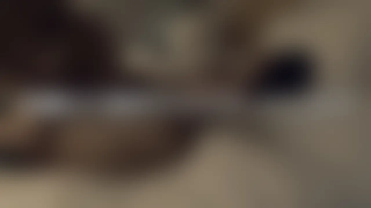 ［いいね♡］を押してから見てもらえると嬉しいです💗
 
 タイトル「初めてのお泊まりデートからエッチまで」 シリーズ④
 
 初めてお泊まりデートしてきた夜の動画です。
 初々しさ全開のお二人を見てください。
 生で中出し🥰
 こんな腰の動きと喘ぎ声聞いたことなかった、、、、
 
 【SNSアカウント✨】
 X(Twitter)🐦
 とあるカップルの日常
 https://x.com/daily_life_sex (2/2)