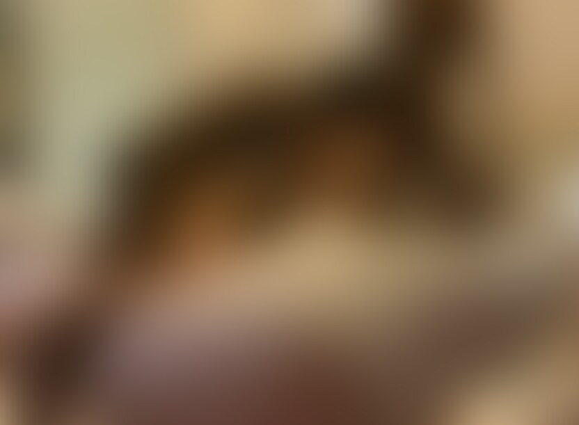 巨根黒人2人でエロい人妻を彼氏の前でNTRごっくんSEX.🔥
2 BBC fucked and cummed in the mouth of a sexy Japanese hotwife. All that happened in front of her cuck boyfriend.🔥 (2/2)