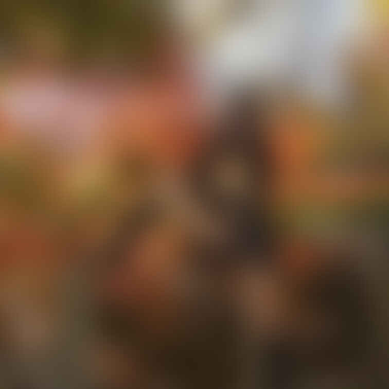 こんなに寒くなると紅葉狩りの時の気候が本当にベストだったんじゃないかなと…
今日は雪降る中の露出だったけど、芯まで