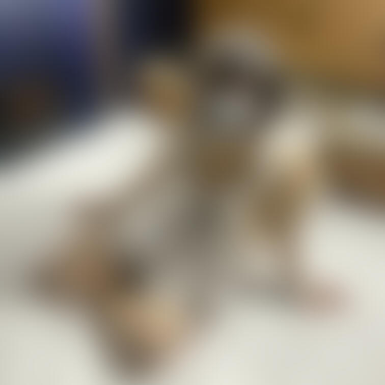 ○○○声優国宝妊婦ののかちゃん（臨月）