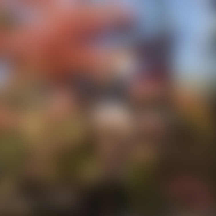 露出×紅葉狩り🍁シーズンが終わっちゃう前にどんどんアップしていきますね♡