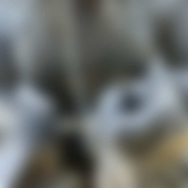 ○○○を乞うラバーペットの図😛