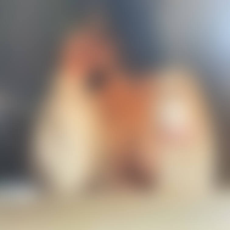 ぱいぱい