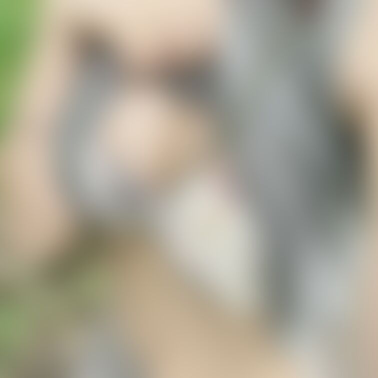 公園で胸ちら🐶