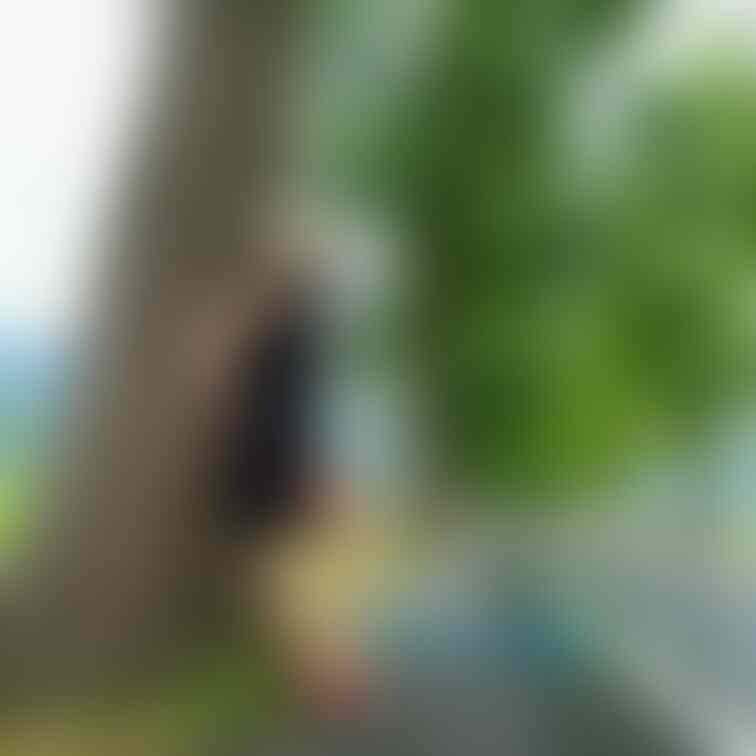雨上がりのメタセコイアも綺麗でしょ💕