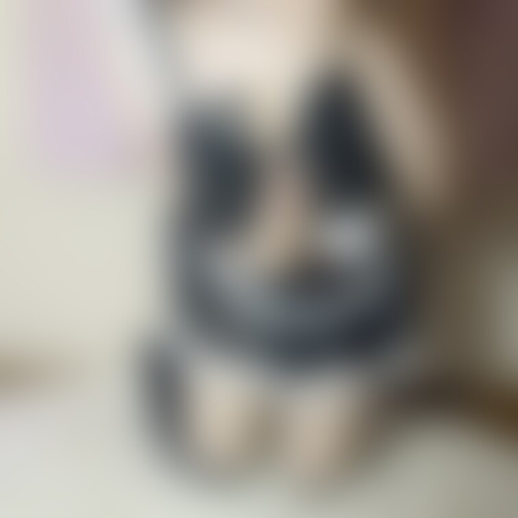 ① 猫コス🖤