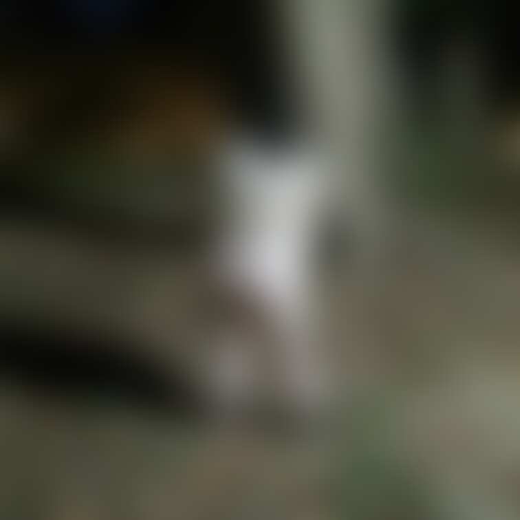 撮影してきました。
動画は編集したらアップします。