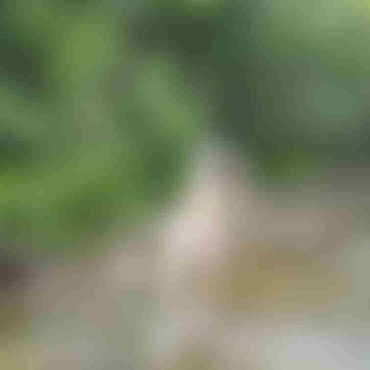 オフ会参加一般女性の屋外ヌードです。大自然の中で生まれたままの姿になってもらいました。