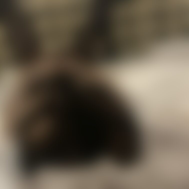 びりびり、えっちいね