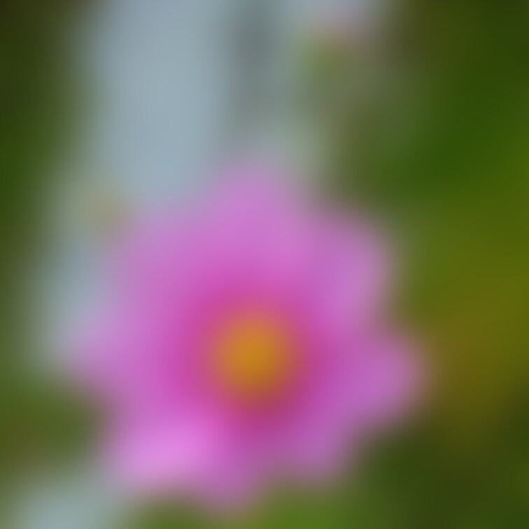 秋桜