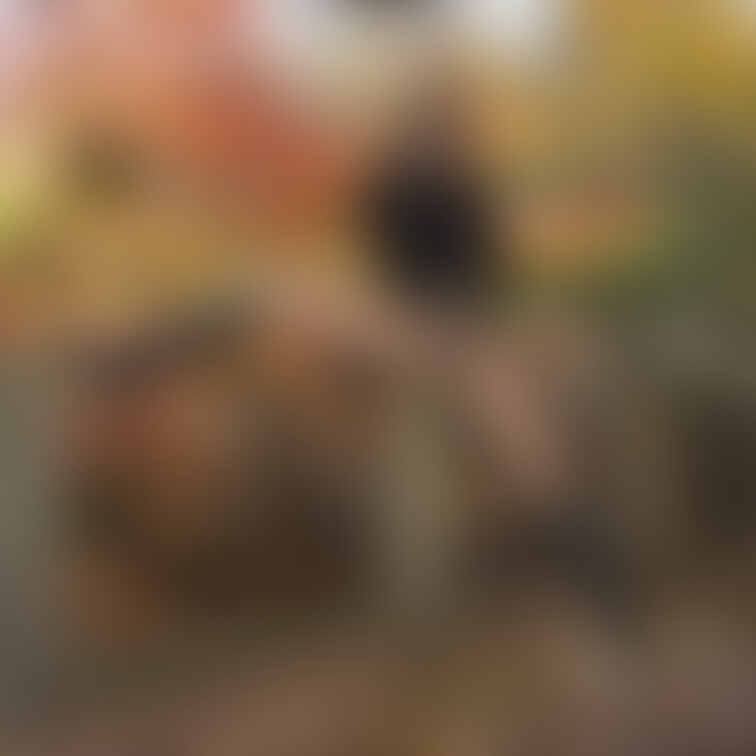 な、な、なんと!!
紅葉狩りの露出写真、載せきれてなくて…🍁彡
雪が降ってきちゃったのにー!今更でごめんなさい😖