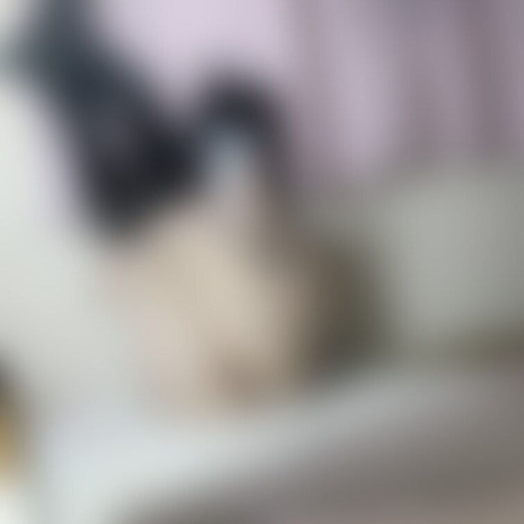 ② 猫コス🖤