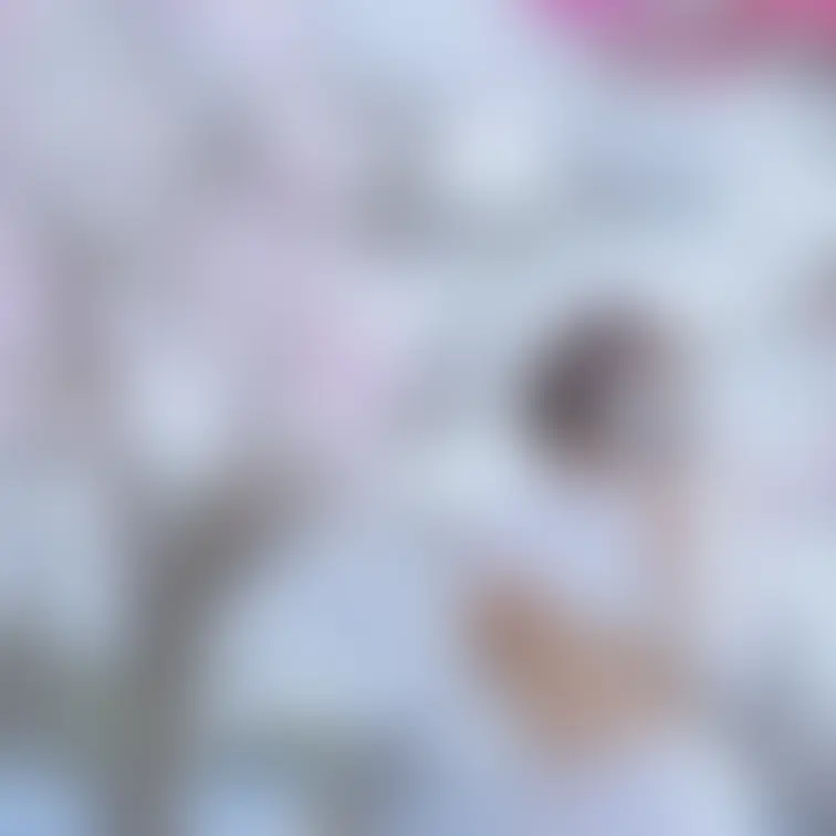 桜の季節も終わりそうですねーッ｡❀ 𓂃𓈒𓏸

今年は何とかお花見にも行けました!!

桜とストッキング＆ポロり(