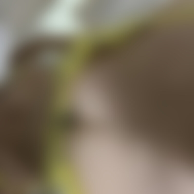 よろしくお願いします！初投稿