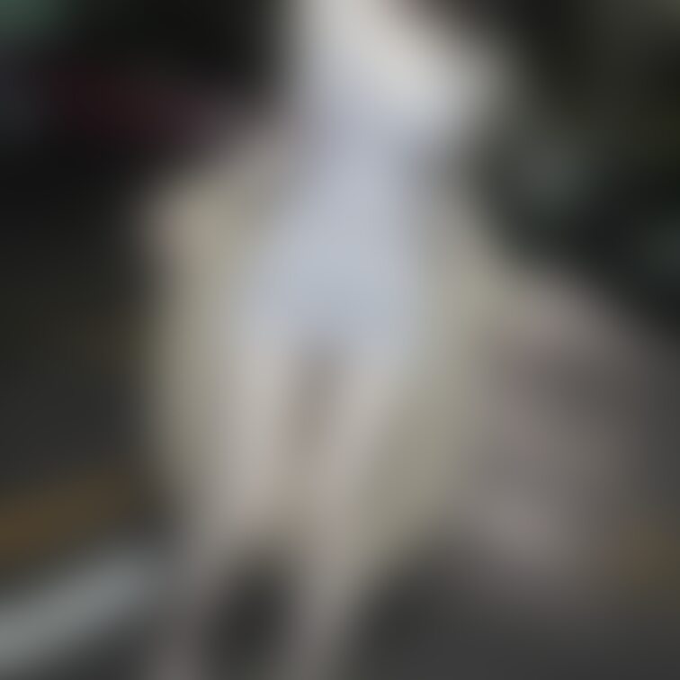 昨日寒かったのに、今日お散歩してて汗かいちゃうくらい暖かかった☺️❤️