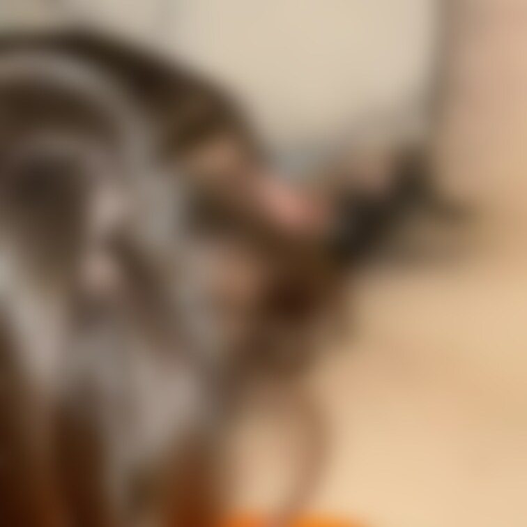 今朝の妻。
悶々していたみたいで
深夜、早朝と2発中出ししました。
#夫婦の営み
#SEX
#フェラ