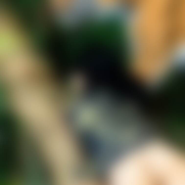 虎の子
