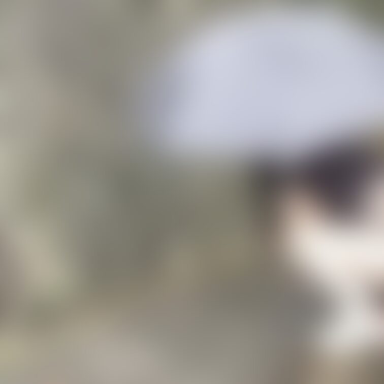 先週の日曜日に昼間から雨の中で傘をさして野外でオシッコ💖
我慢してたからメッチャ大量やわぁ〜😅💦
ほんとは全裸でやり