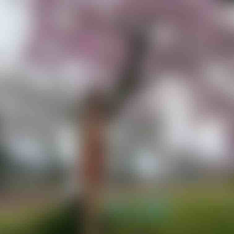 桜って綺麗ですよね💕