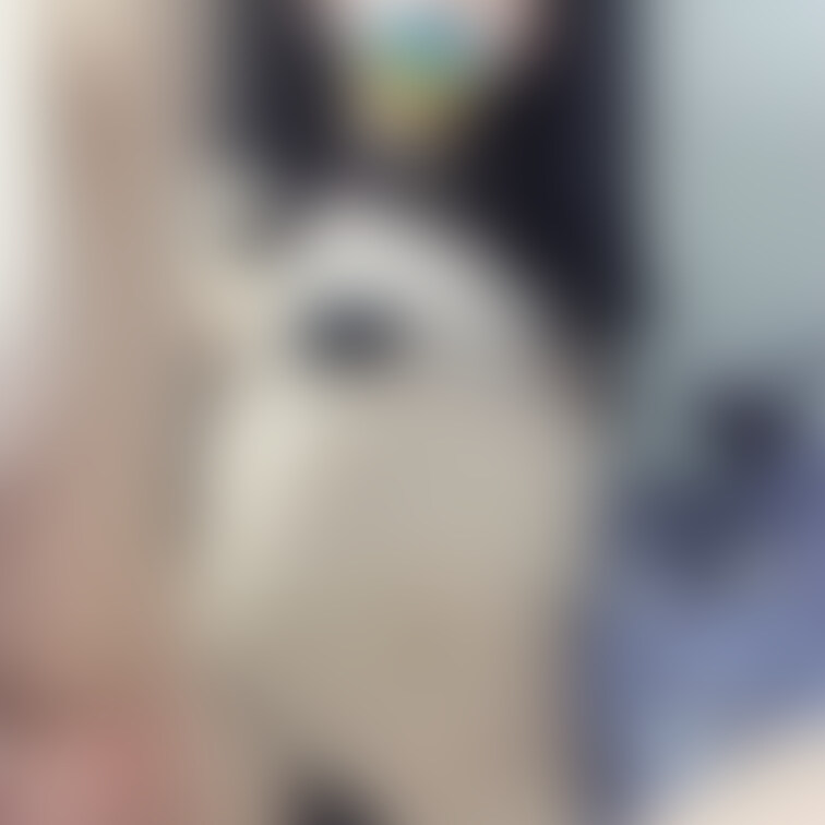 ฅ^•ω•^ฅ