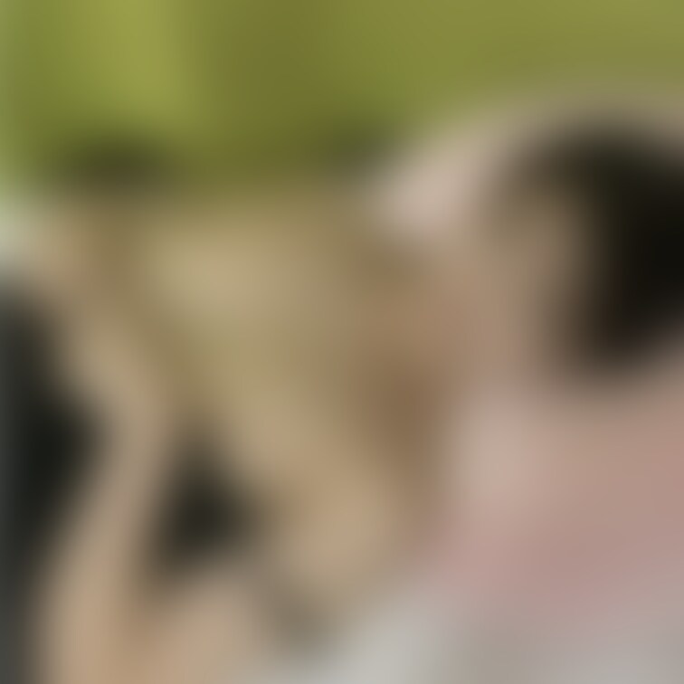 無料プランはここまで☺️
有料プランだともっとすごいこはるが見れるよ💕