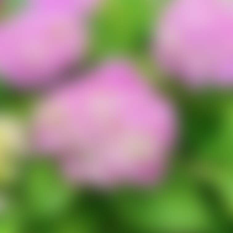 紫陽花の様子。
この時期になると毎日
紫陽花撮ってる気がする、、笑

雨なのに一層輝ける紫陽花が
すごく素敵だ