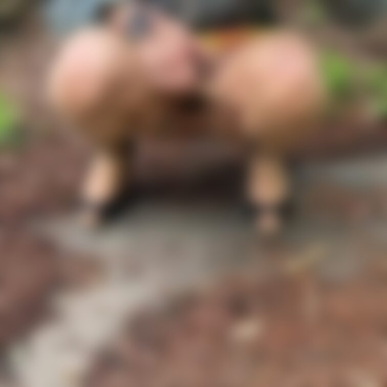 野外放尿（/｡＼) 