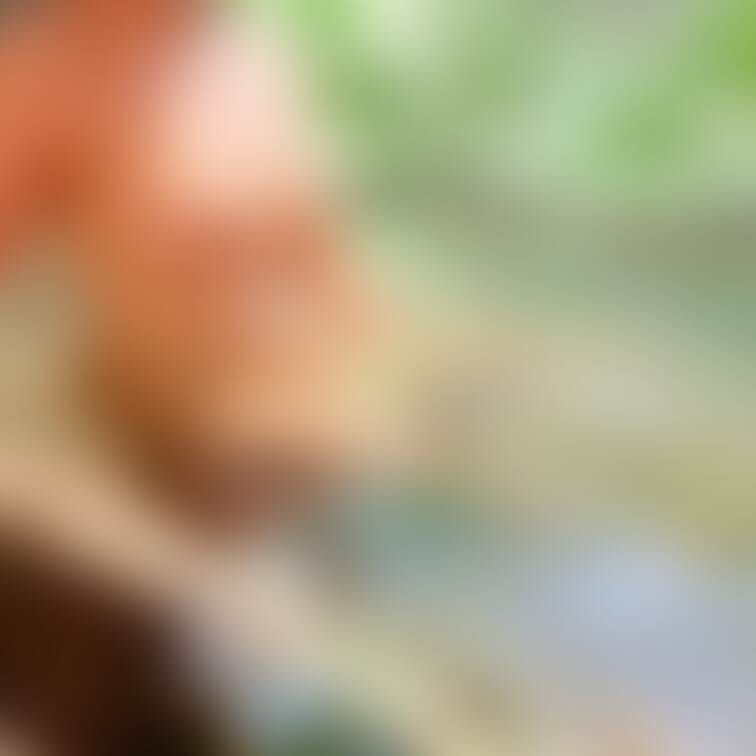 先日の写真の丸見え版です👀