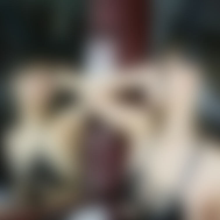 おっぱいが4つあるね...😼