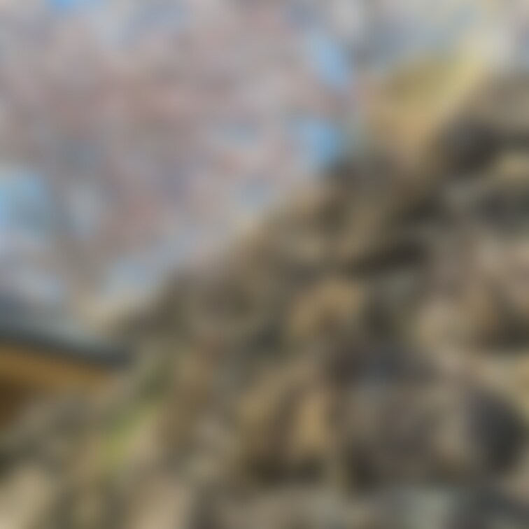 春🌸
マイクロミニスカで🎉
桜🌸散策🌸エロ〜❗