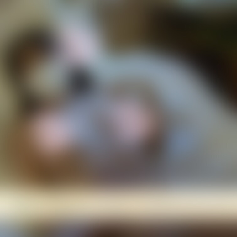 【初撮】149cm ミニマム美少女 ありさ○○○ AVデビューで人生初の(無許可でｗ)生中出し！おまけ映像集
http