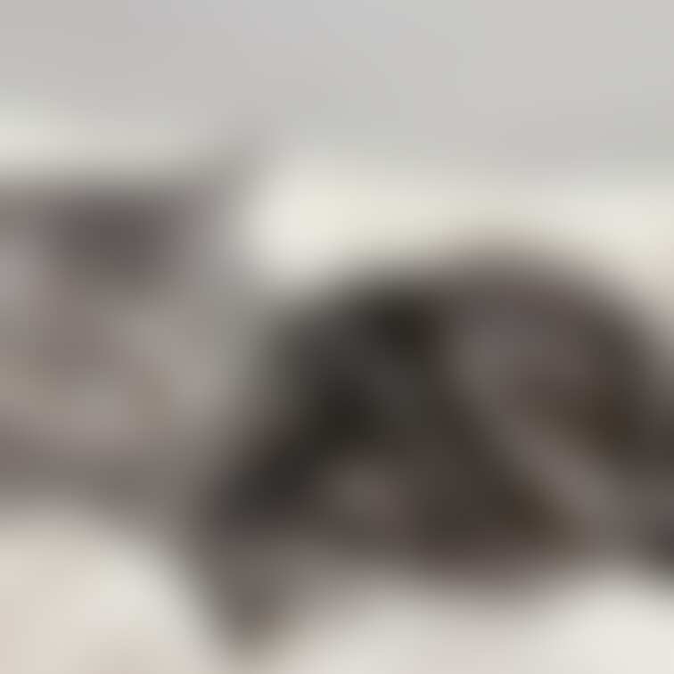 たまには見たいですか？

チクザンくん。🐈

さいきんは配信の時もちょっと活躍、、？？

ダニが出たので防ダ