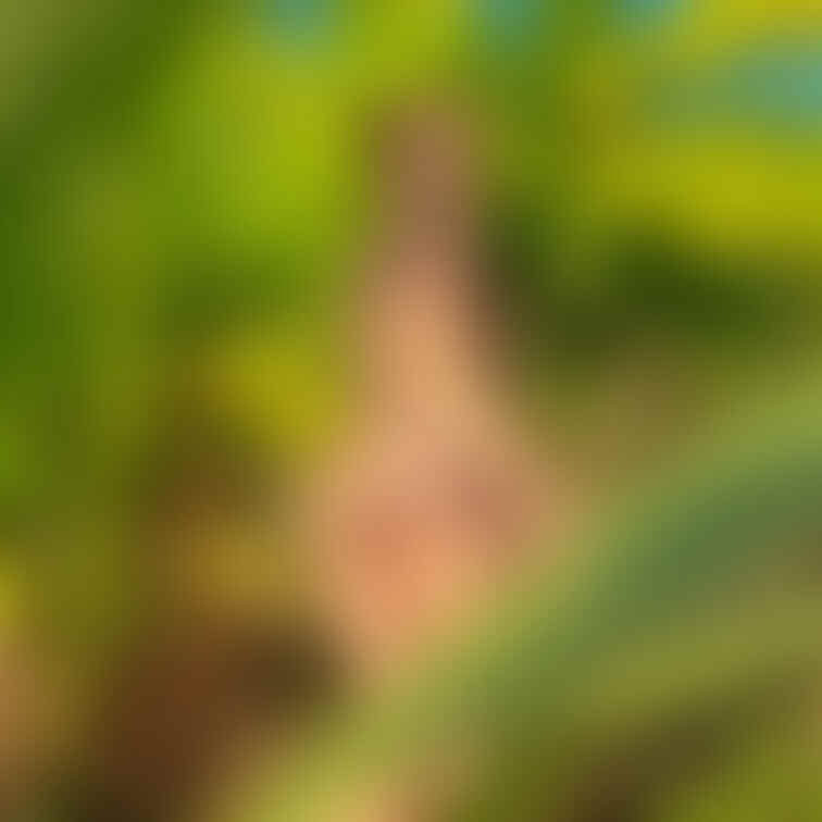 🦋🦋🦋🌿🧚