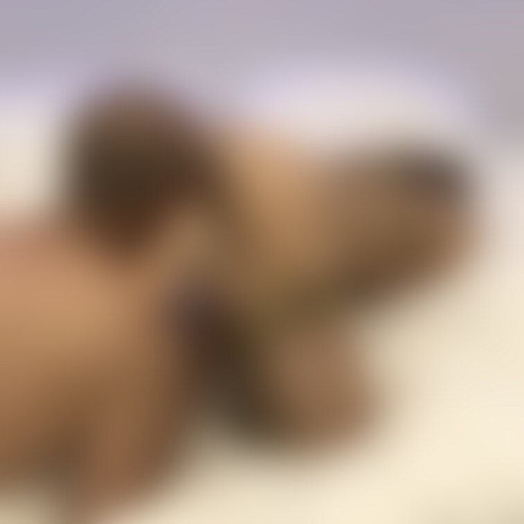麻縄○○○○○○束…
四つん這いバック
ハゲオヤジクンニ


ロゴ無し画像です。

急に晒し癖が湧いてきた