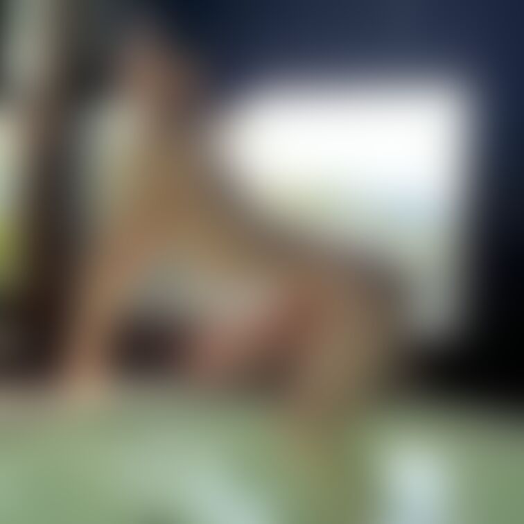 撮って出しすぎてちょっと身体汚いけど、
これも逆にえっちかな？と思って載せてみました//

もうこのときの虫刺され