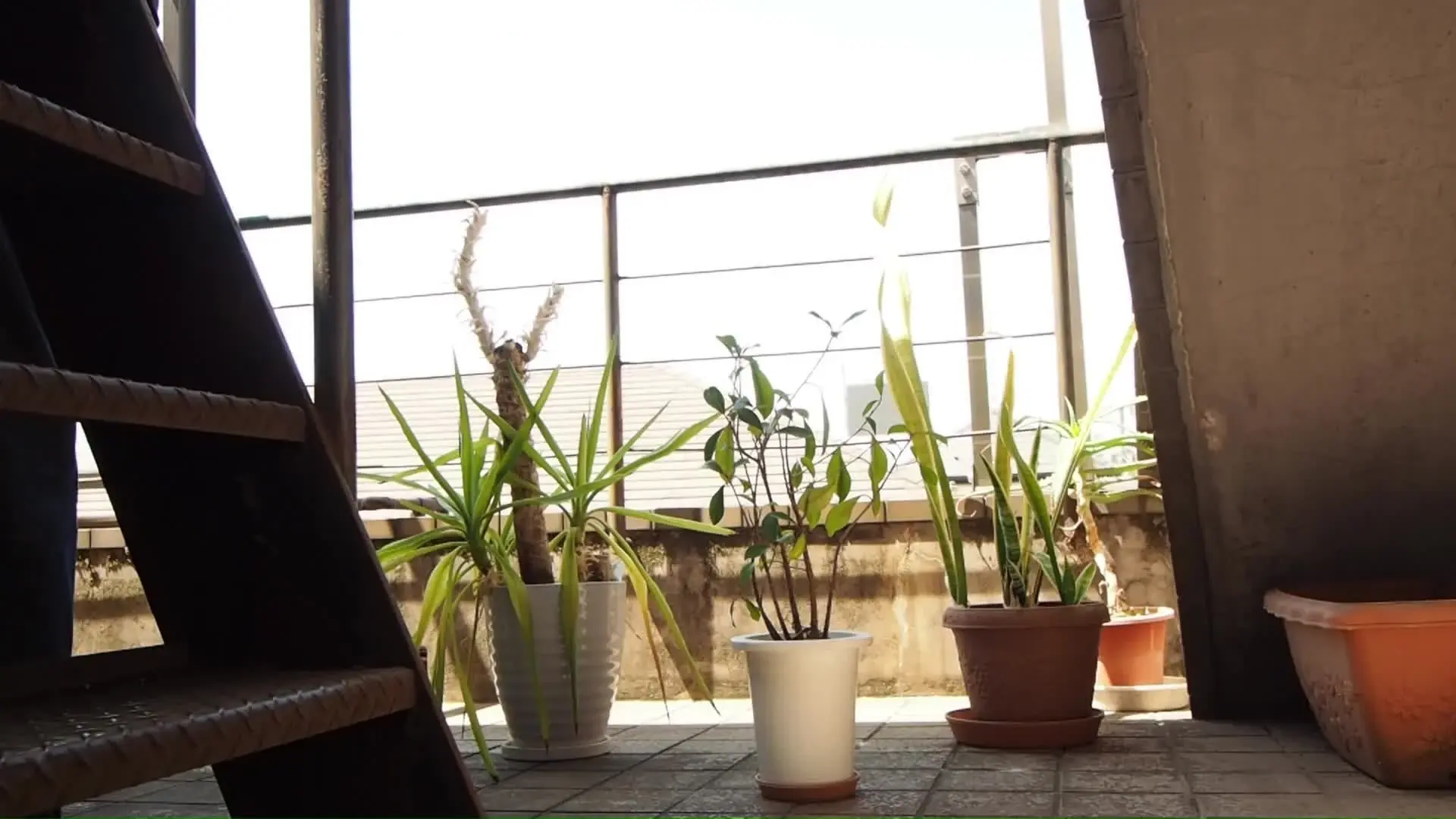 神崎まゆみ💕熟女のエッチな日常「変態熟女の鉢植えに水やり💧屋外放尿動画📹 少し風の強い日の昼間☀ 観葉植物水やりをしようとバルコニーに出た熟女は」の投稿サムネイル