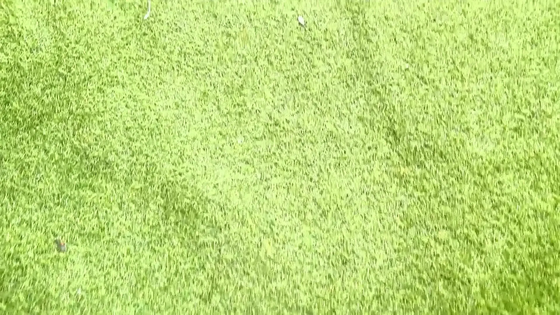 心緑めろ「【野外露出】メスです！拾ってください... Vtuberが捨てられていたので拾いました【心緑めろ×甘雨ラン】」の投稿サムネイル