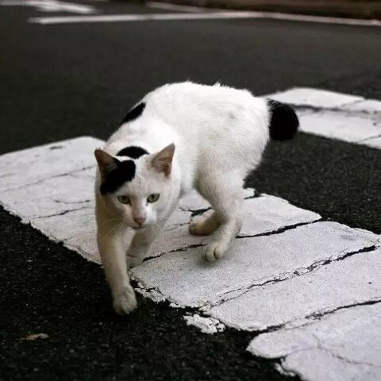 横断歩道